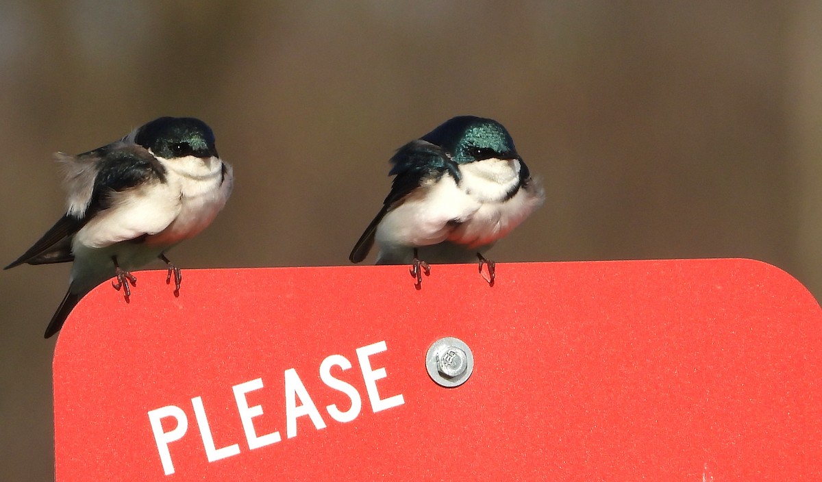 Hirondelle bicolore - ML634119899