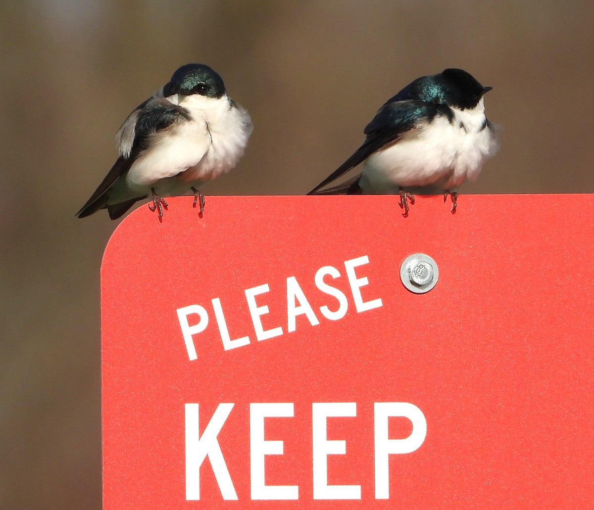 Tree Swallow - ML634119906