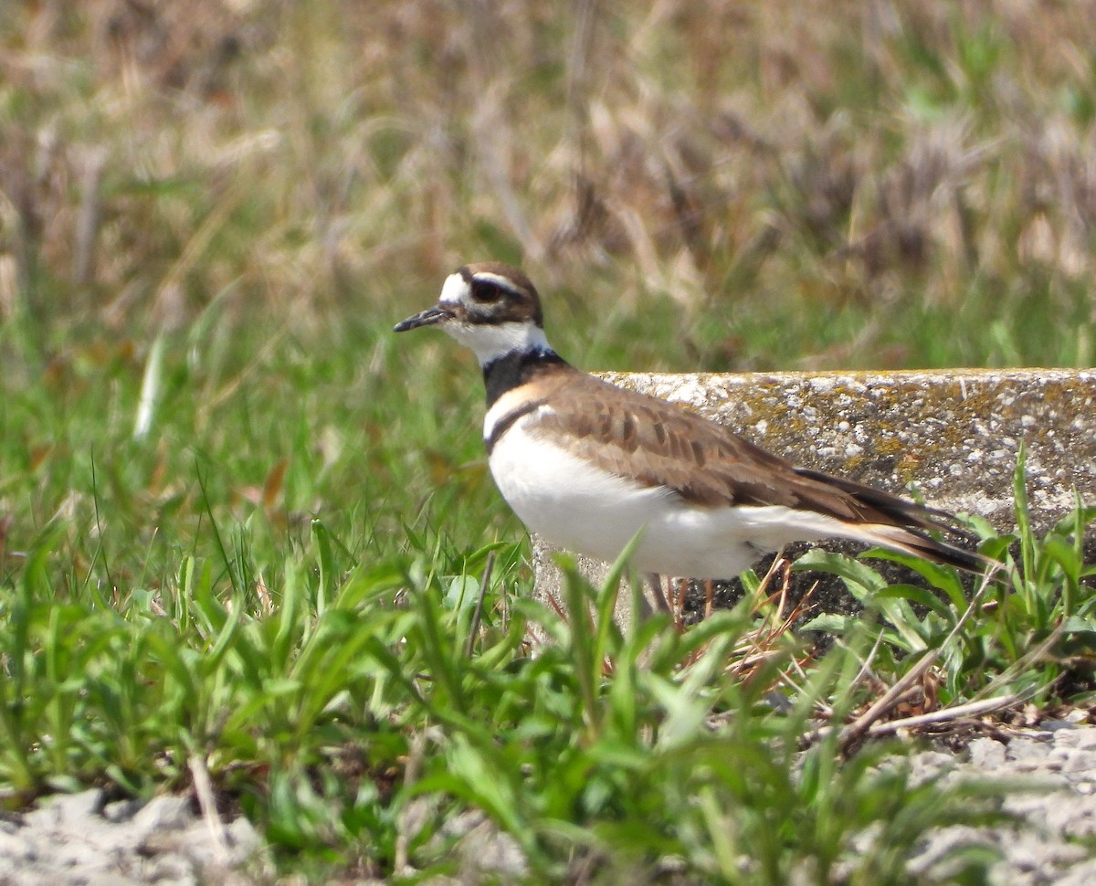 Killdeer - ML634119959