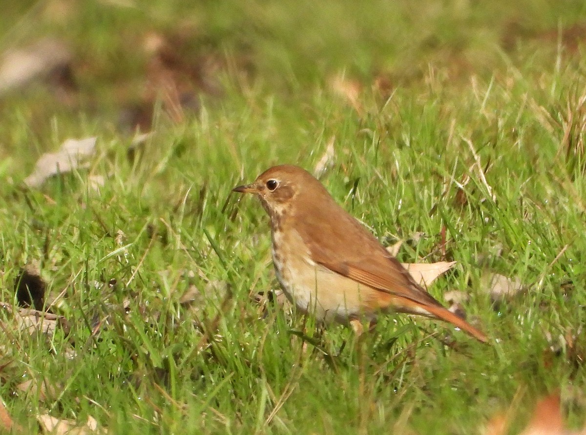 Hermit Thrush - ML634119976