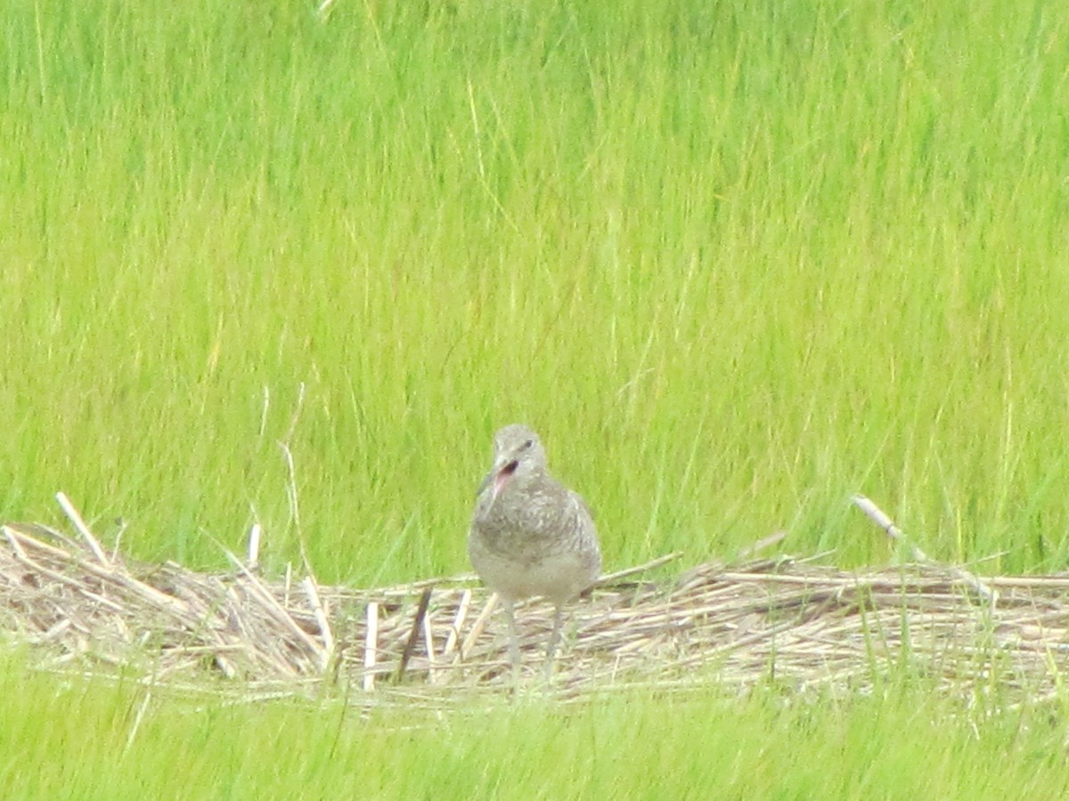 Willet - ML63412001