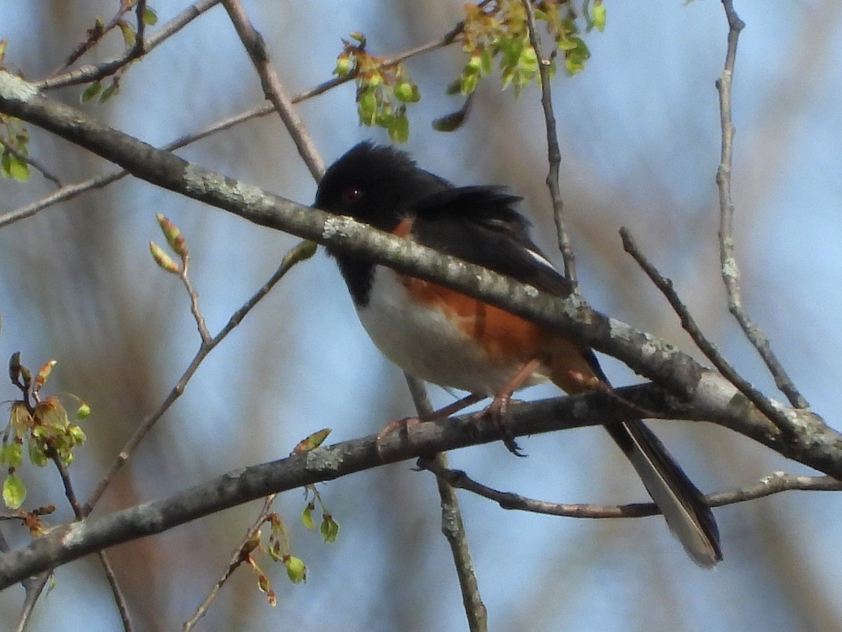 Eastern Towhee - ML634120019