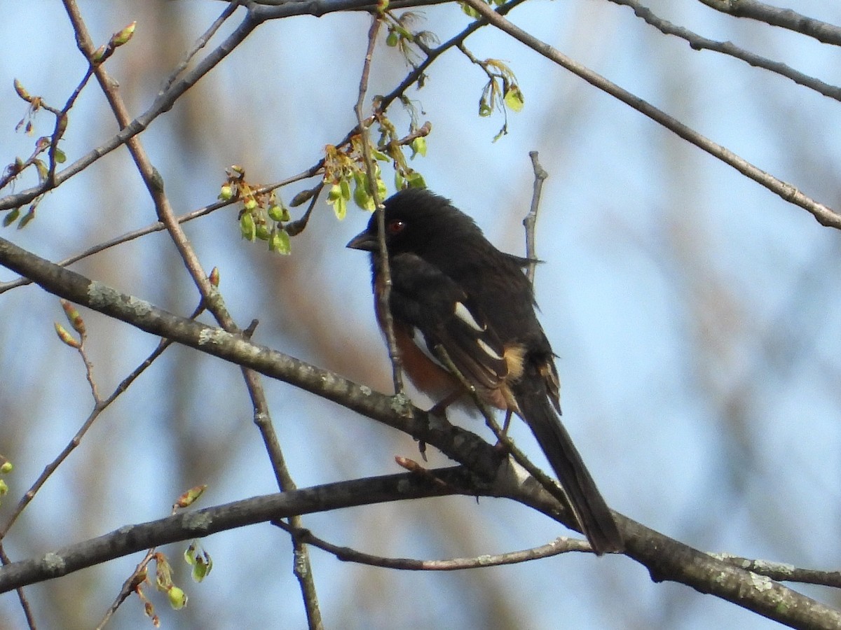 Eastern Towhee - ML634120041