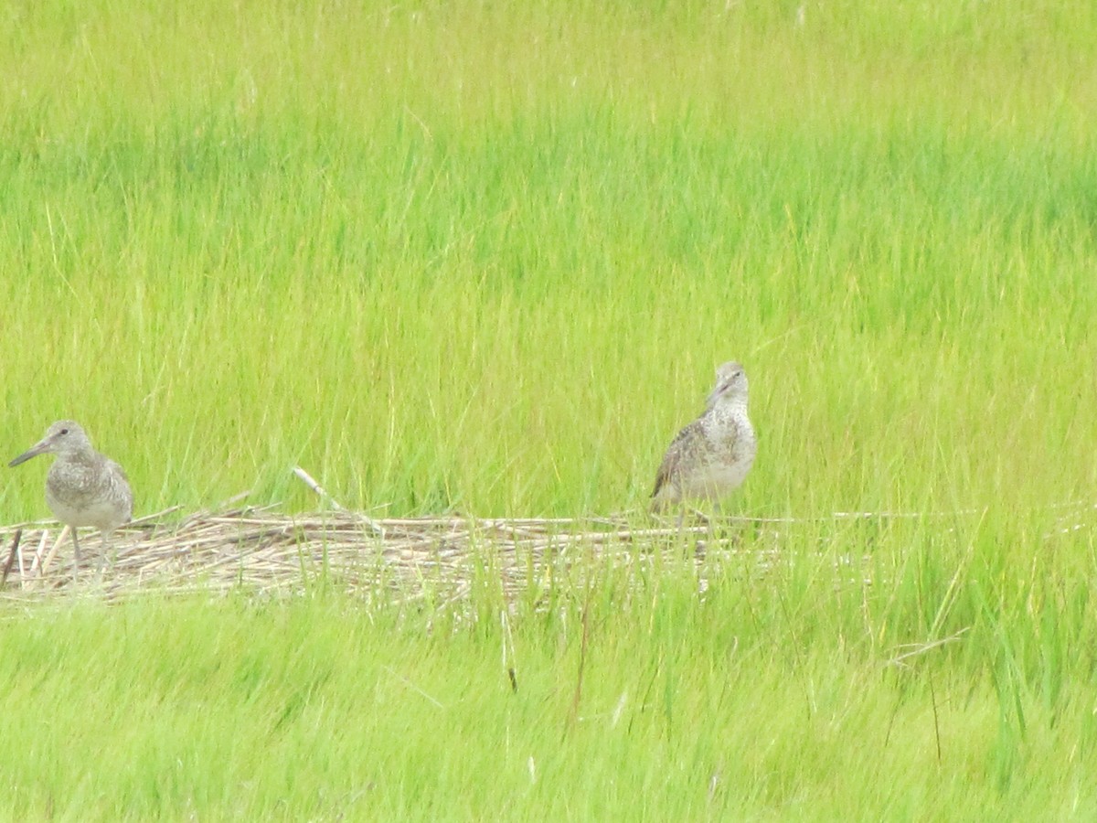 Willet - ML63412011