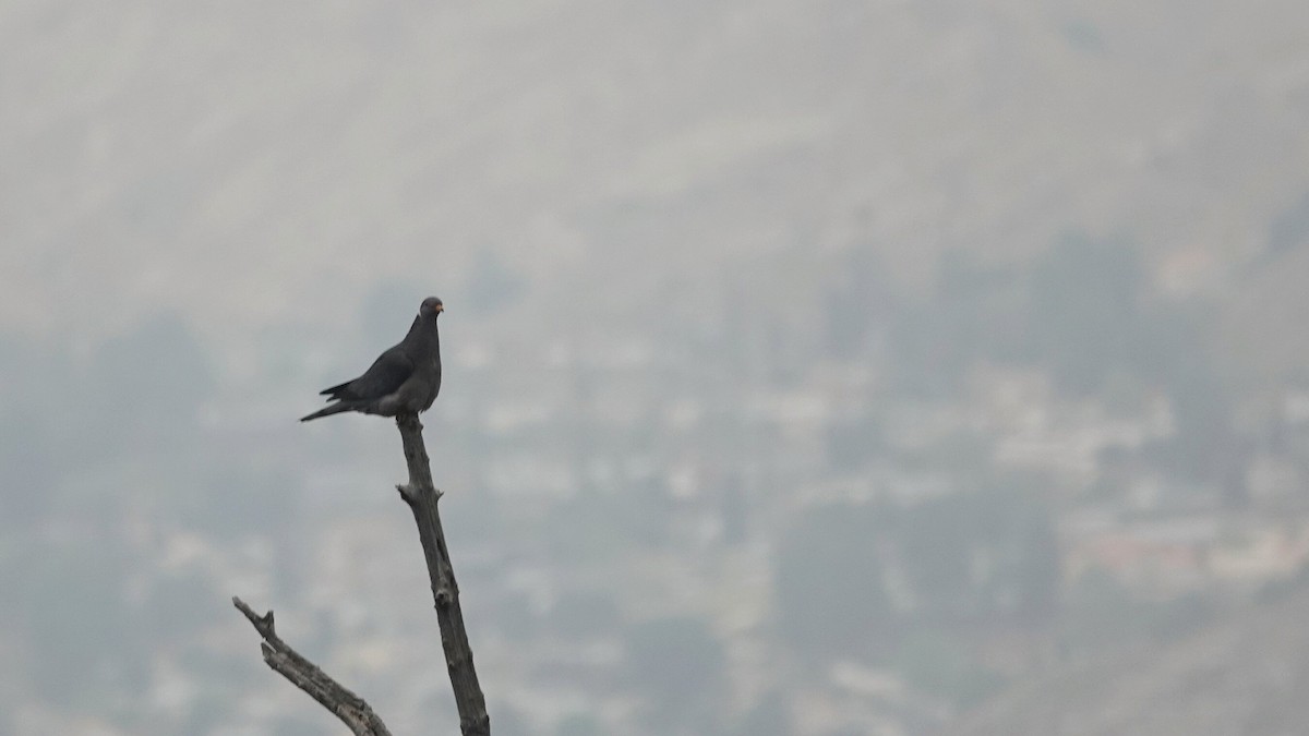 Band-tailed Pigeon - ML634120112