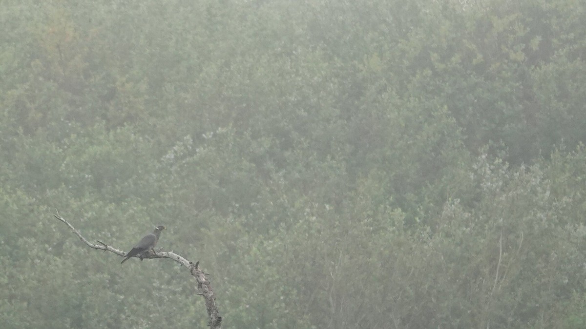 Band-tailed Pigeon - ML634120113