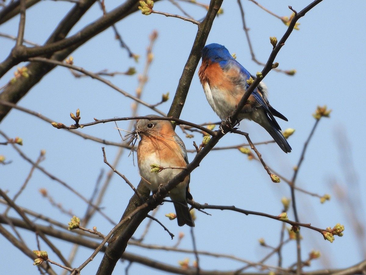 Eastern Bluebird - ML634120157