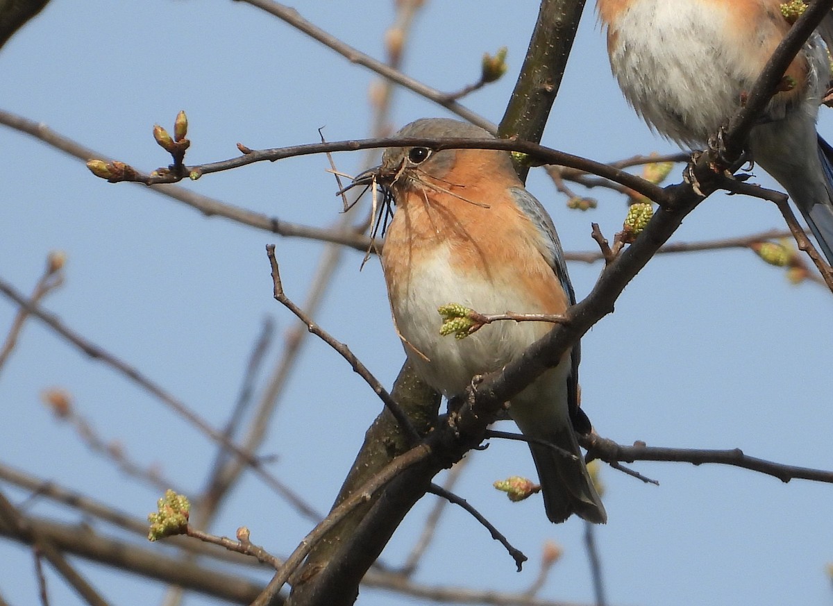 Eastern Bluebird - ML634120169