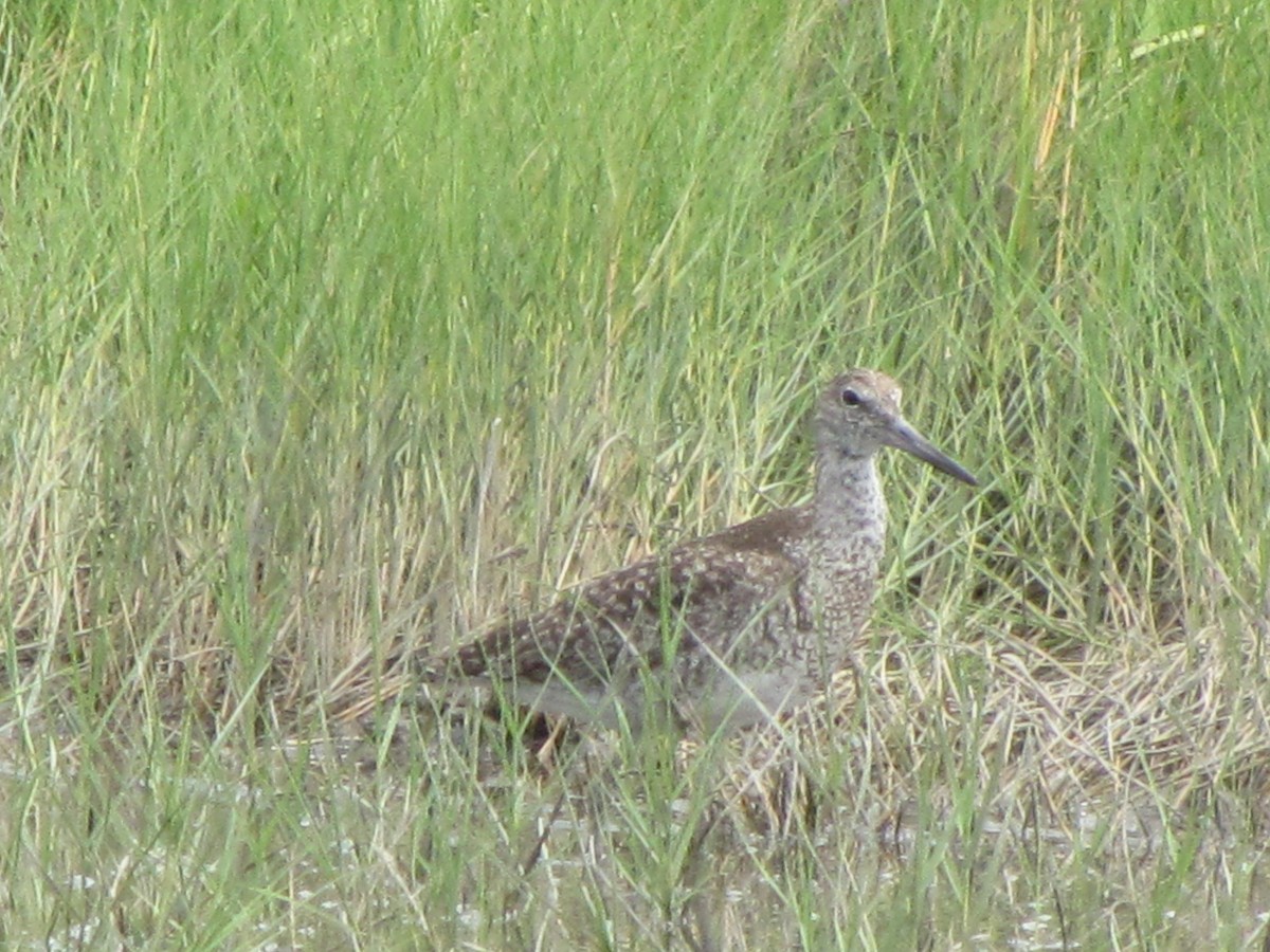 Willet - ML63412021