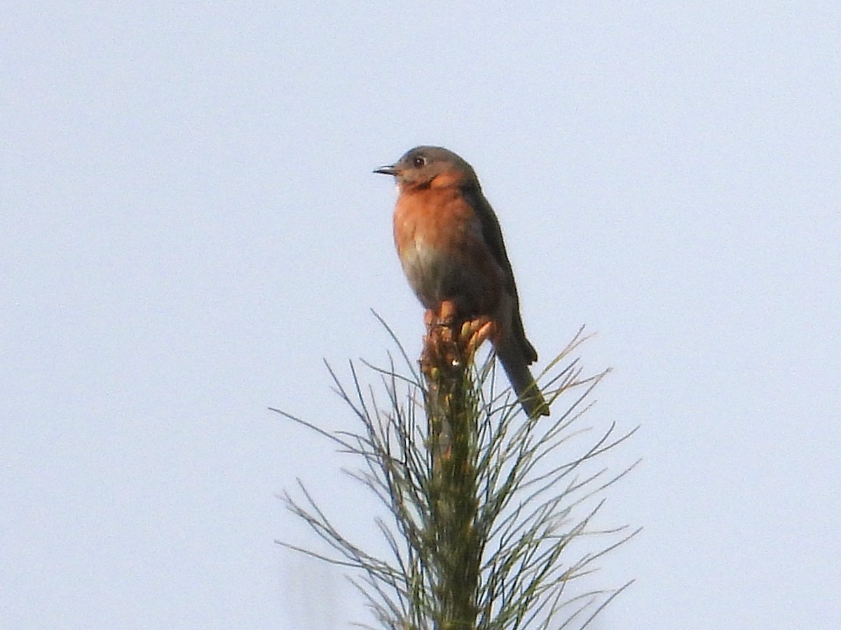 Eastern Bluebird - ML634120219