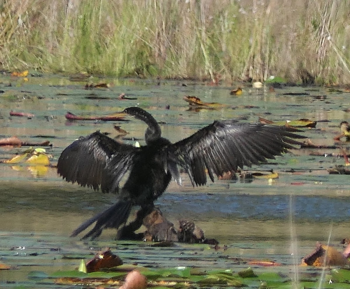 Anhinga amerikarra - ML634120227