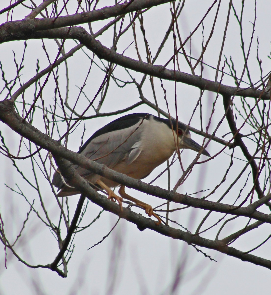 Black-crowned Night Heron - Jenna Wise