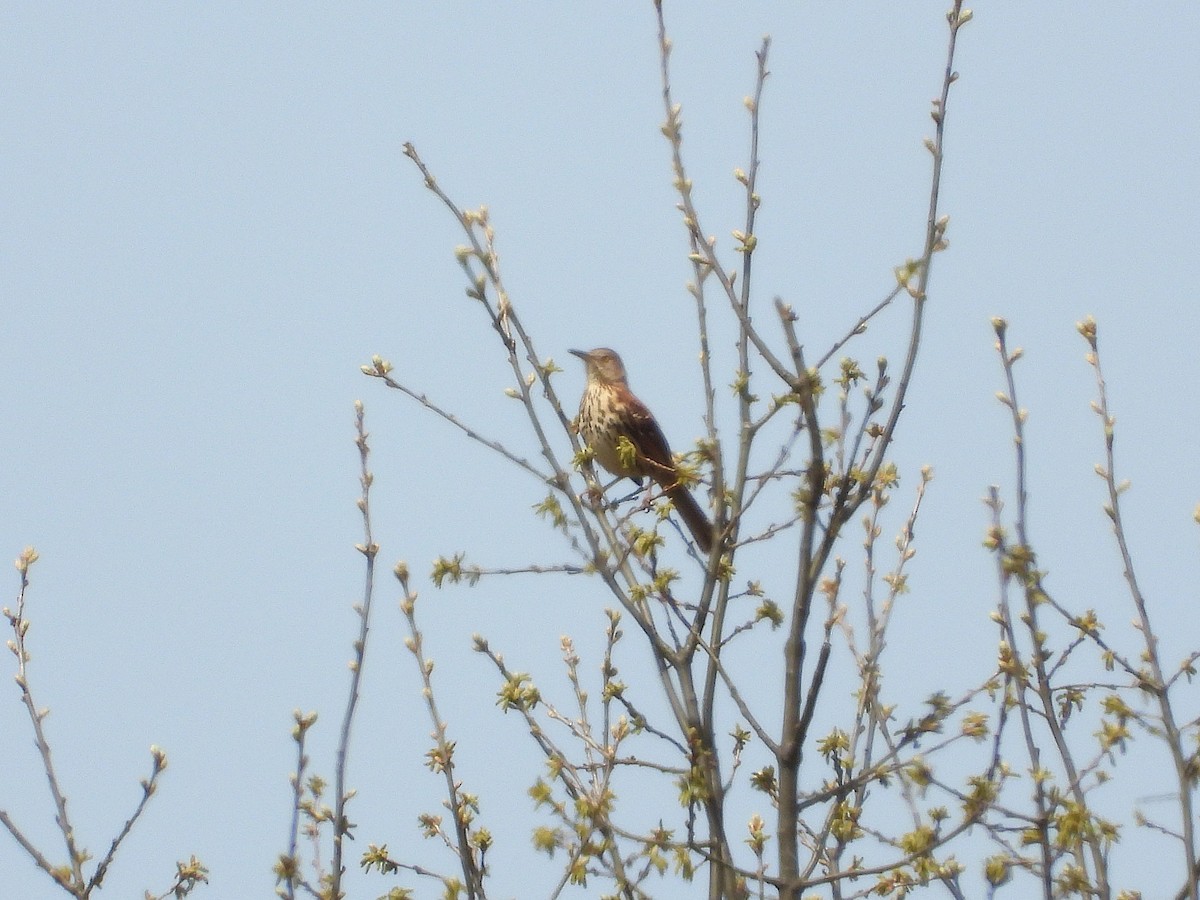 Brown Thrasher - ML634120354