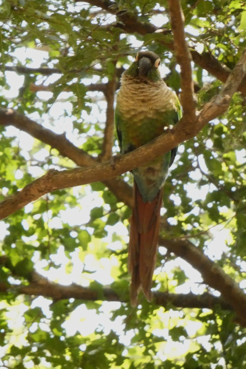 Green-cheeked Parakeet - ML634120386