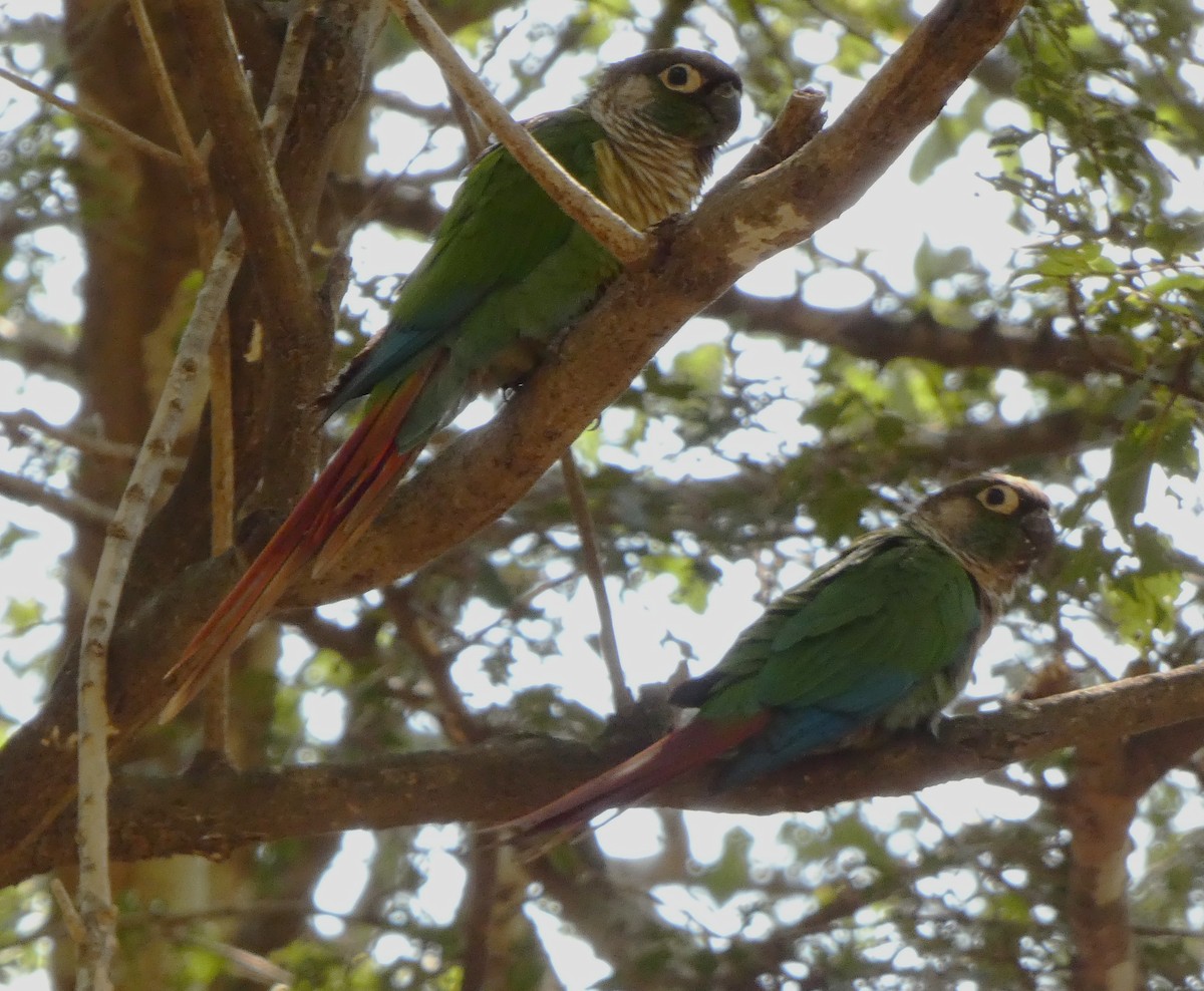 Green-cheeked Parakeet - ML634120387