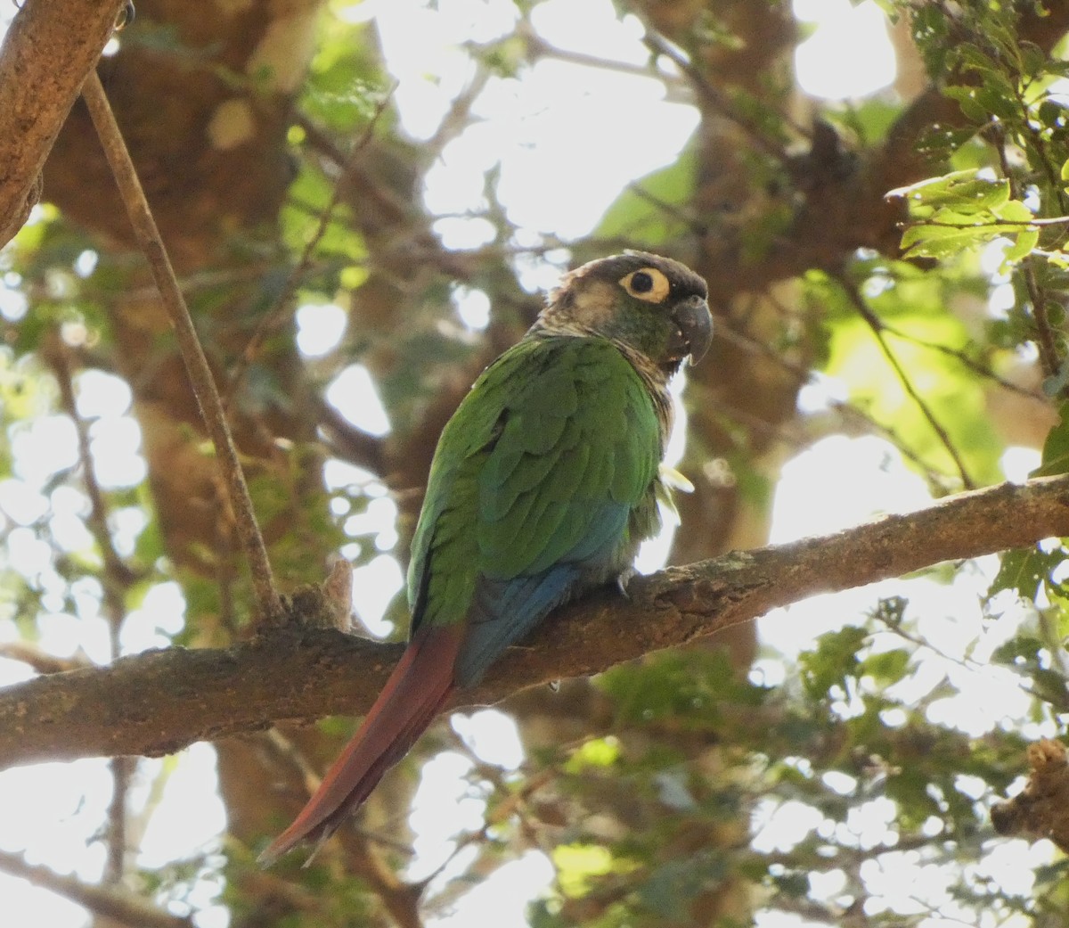 Green-cheeked Parakeet - ML634120389