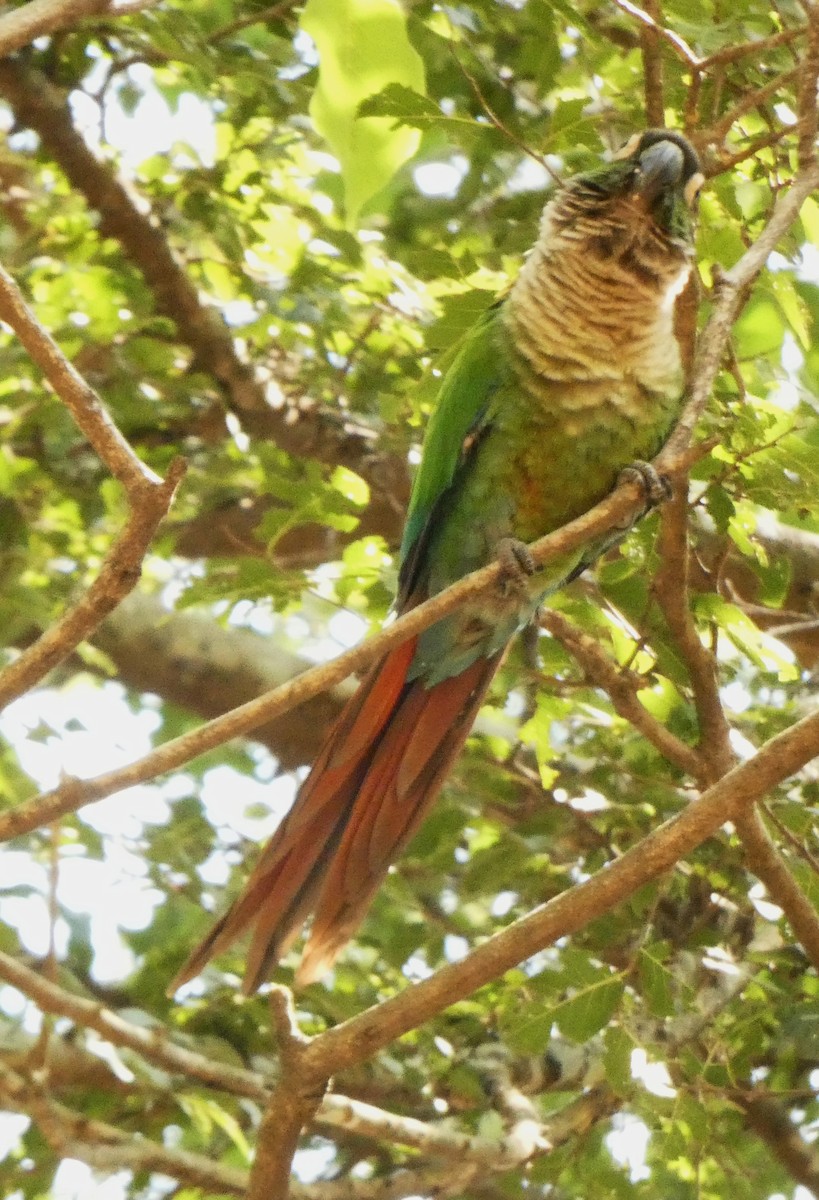 Green-cheeked Parakeet - ML634120390