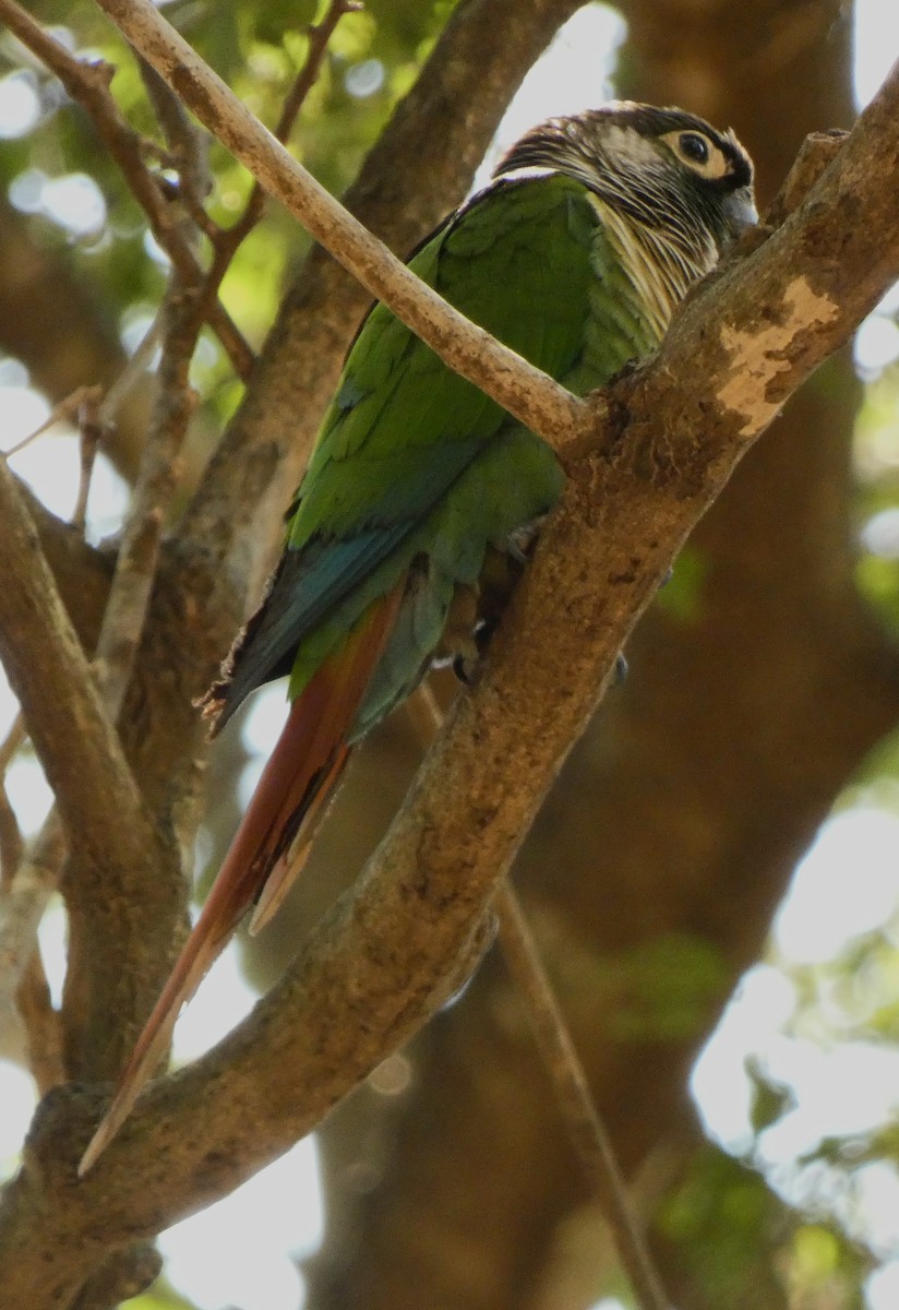 Green-cheeked Parakeet - ML634120391