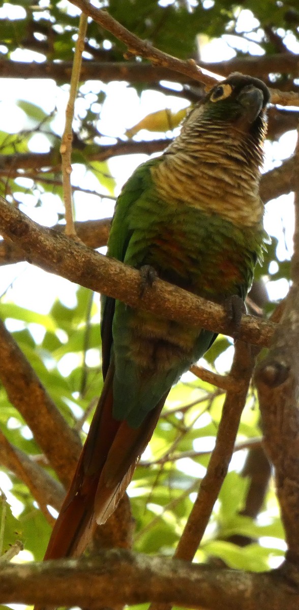 Green-cheeked Parakeet - ML634120392
