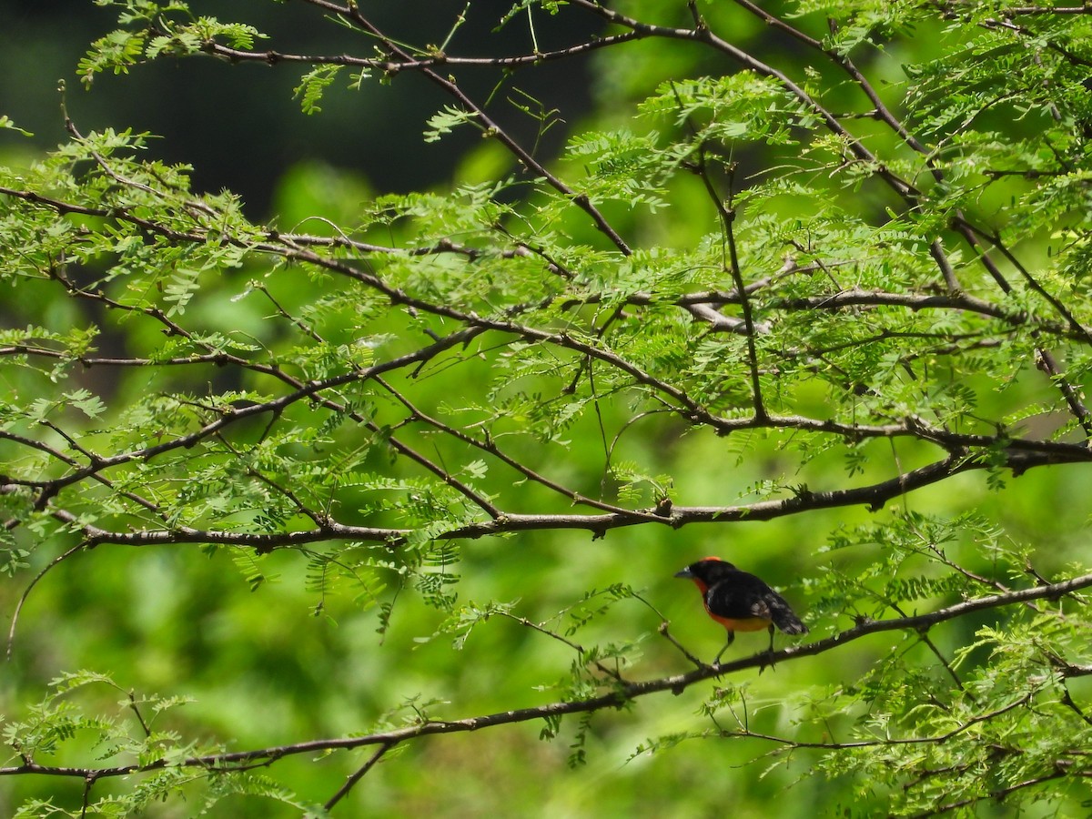 Crimson-breasted Finch - ML634120395