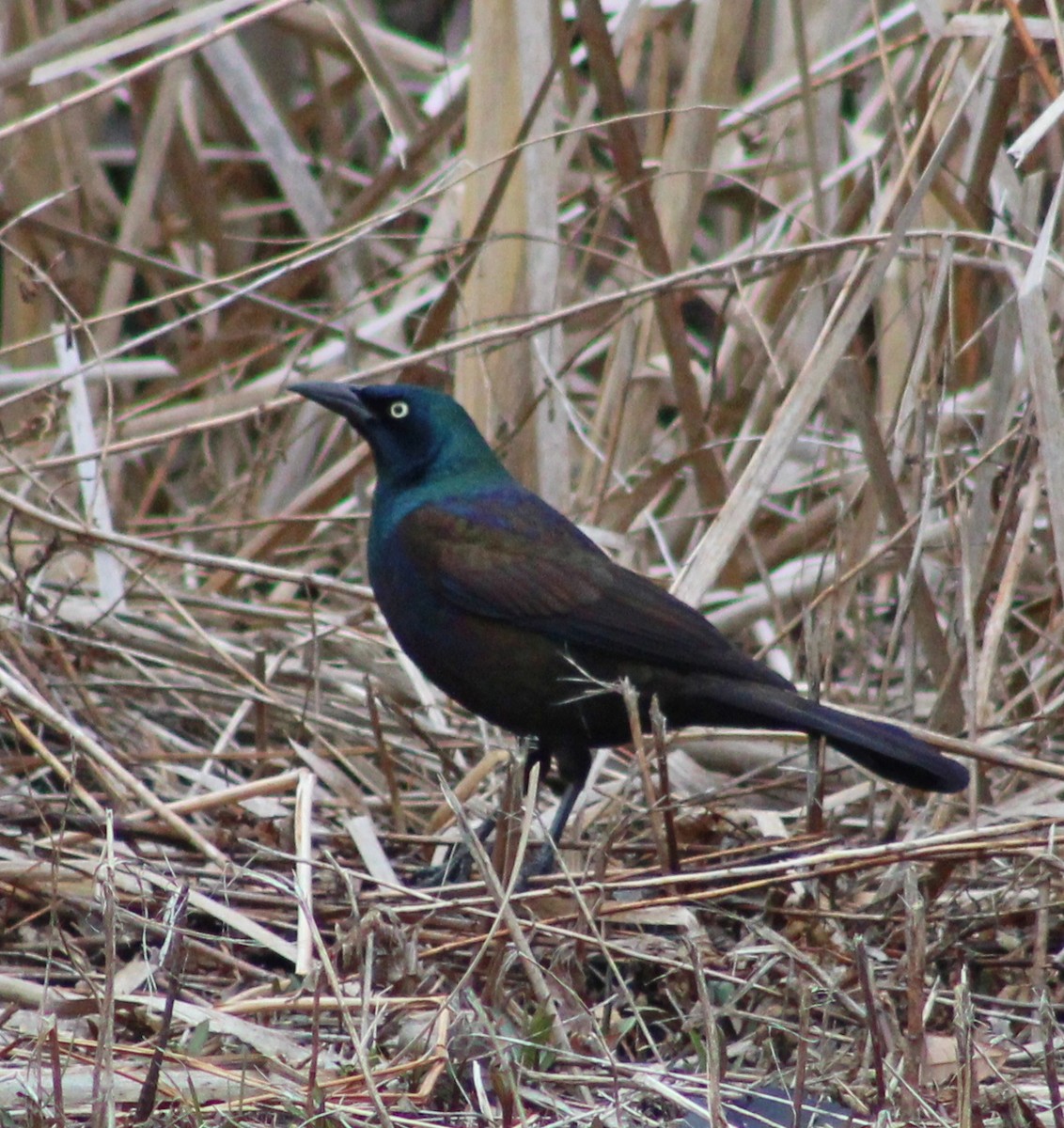 Common Grackle - Jenna Wise