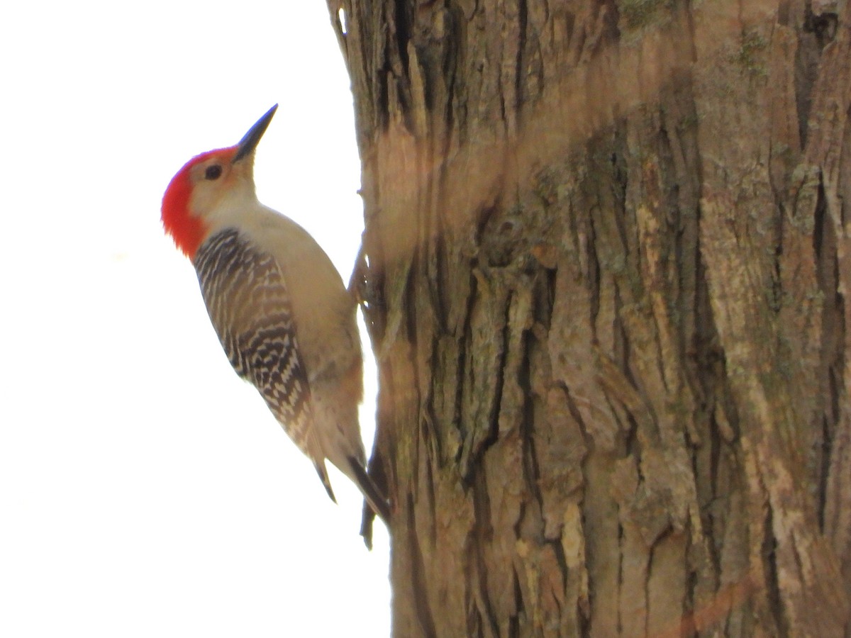 Red-bellied Woodpecker - ML634120419