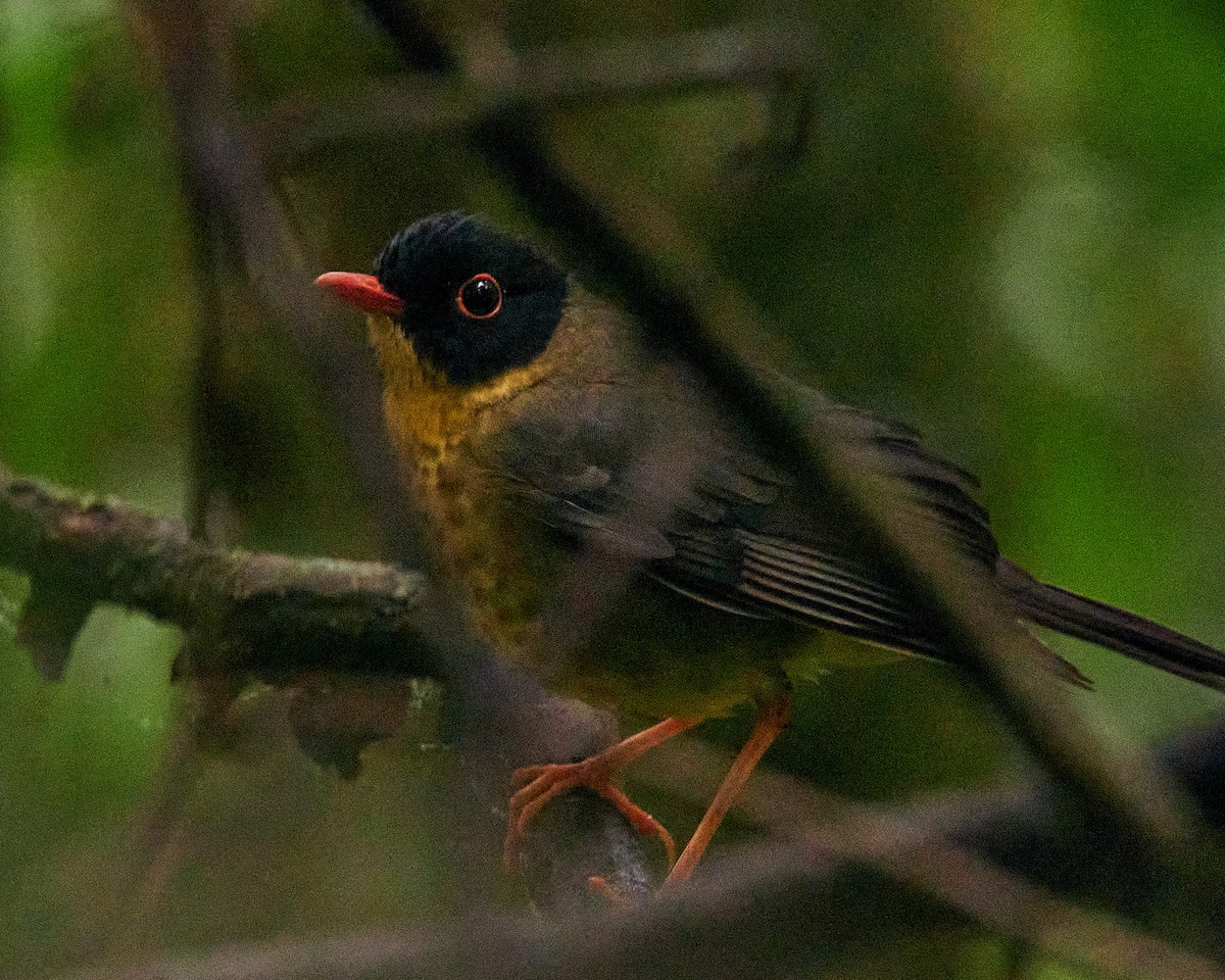 Yellow-throated Nightingale-Thrush - ML634120458