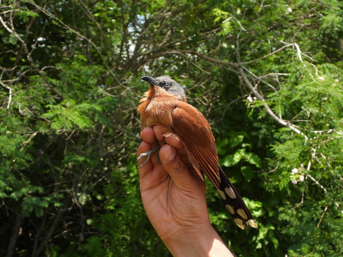 Gray-capped Cuckoo - ML634120482