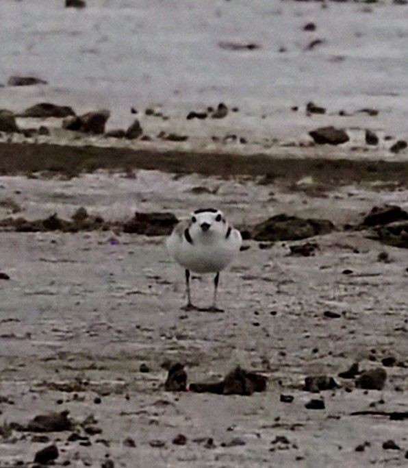 Snowy Plover - ML634120524