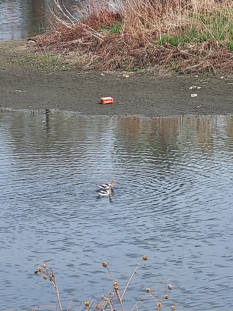 American Avocet - ML634120615