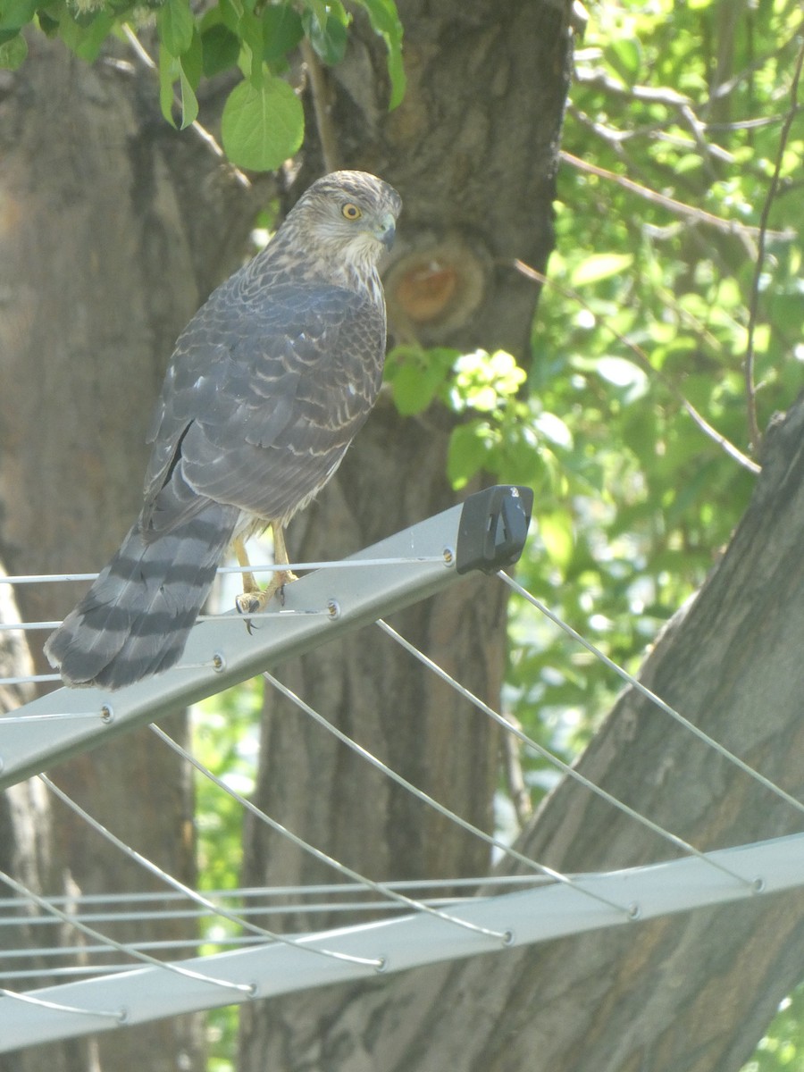 Cooper's Hawk - ML634120621