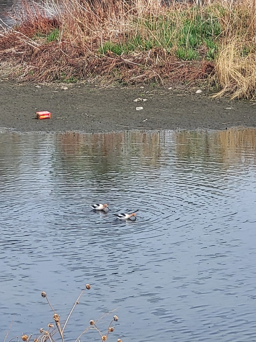 American Avocet - ML634120629