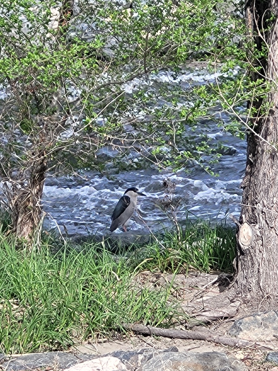 Black-crowned Night Heron - ML634120645