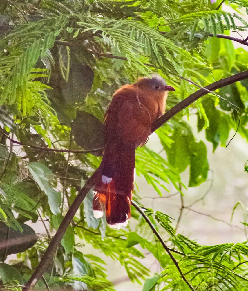 Black-bellied Cuckoo - ML634120657