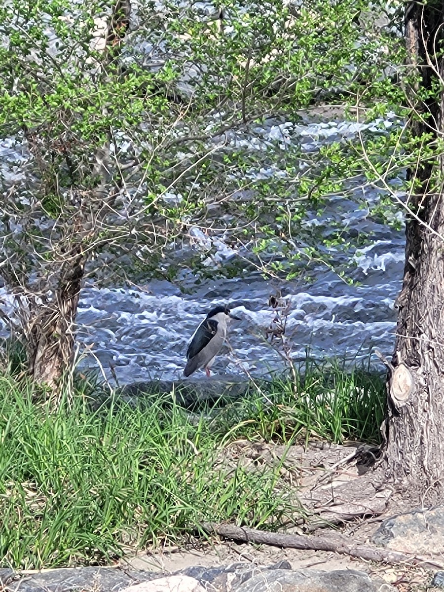 Black-crowned Night Heron - ML634120672