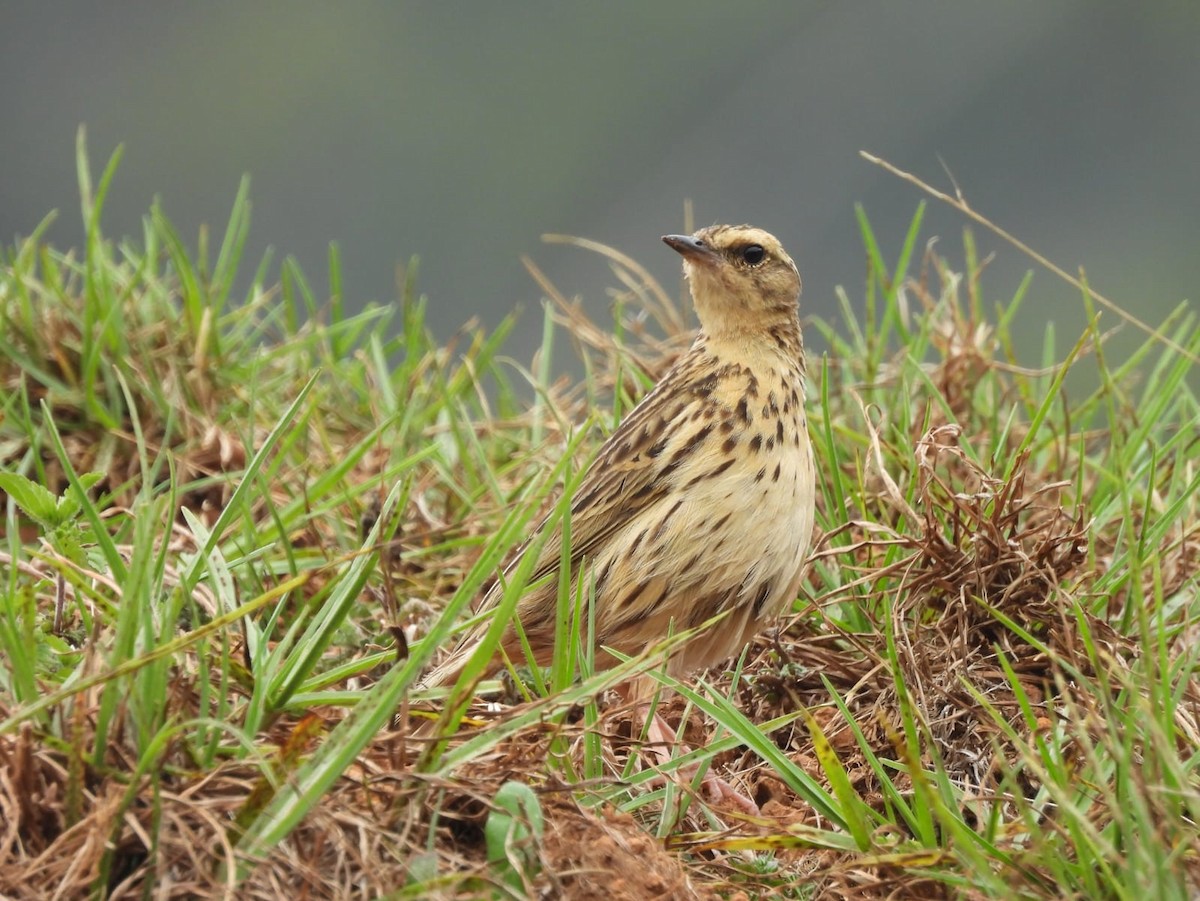 Nilgiri Pipit - ML634120689