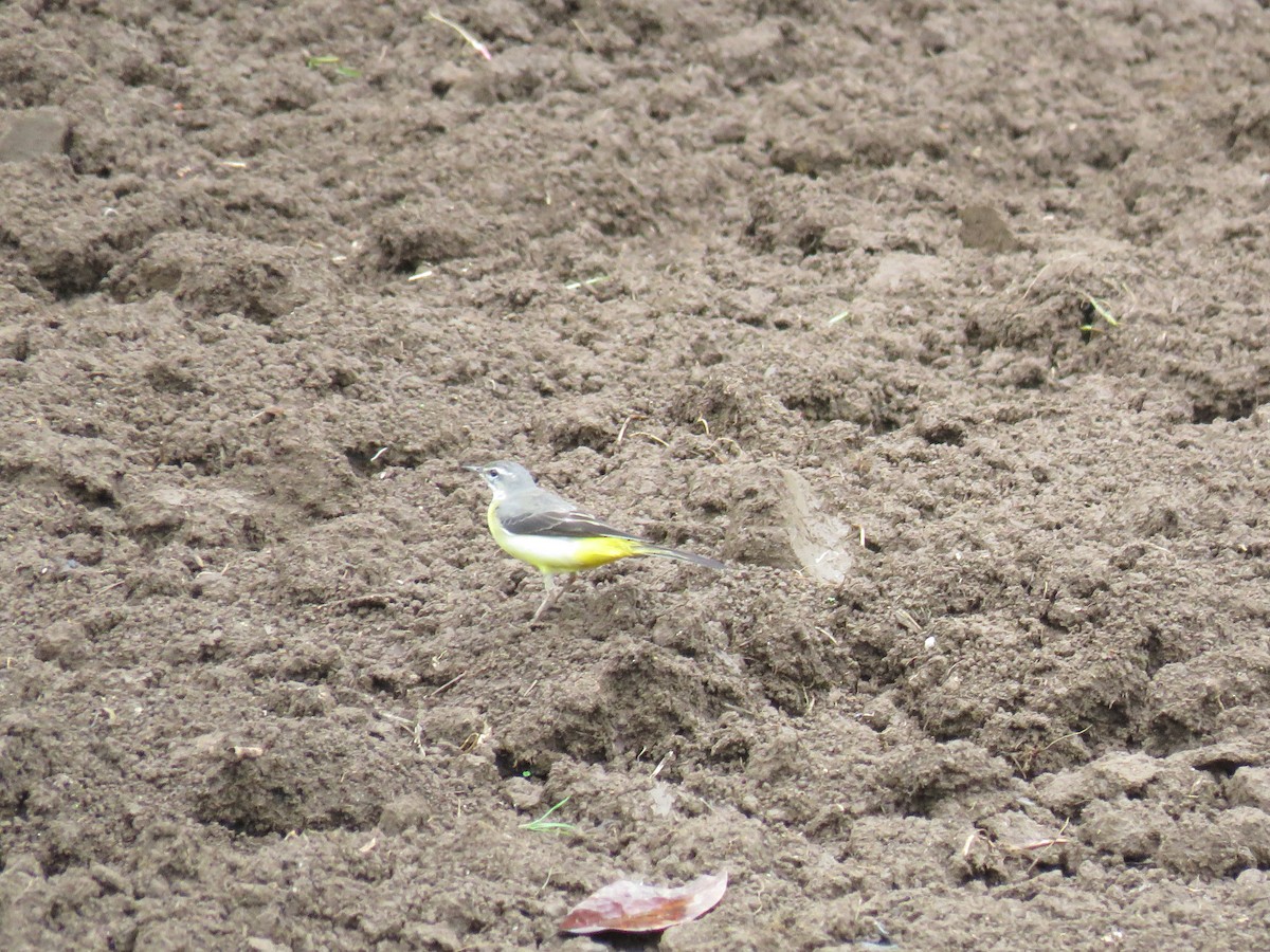 Gray Wagtail - ML634120748