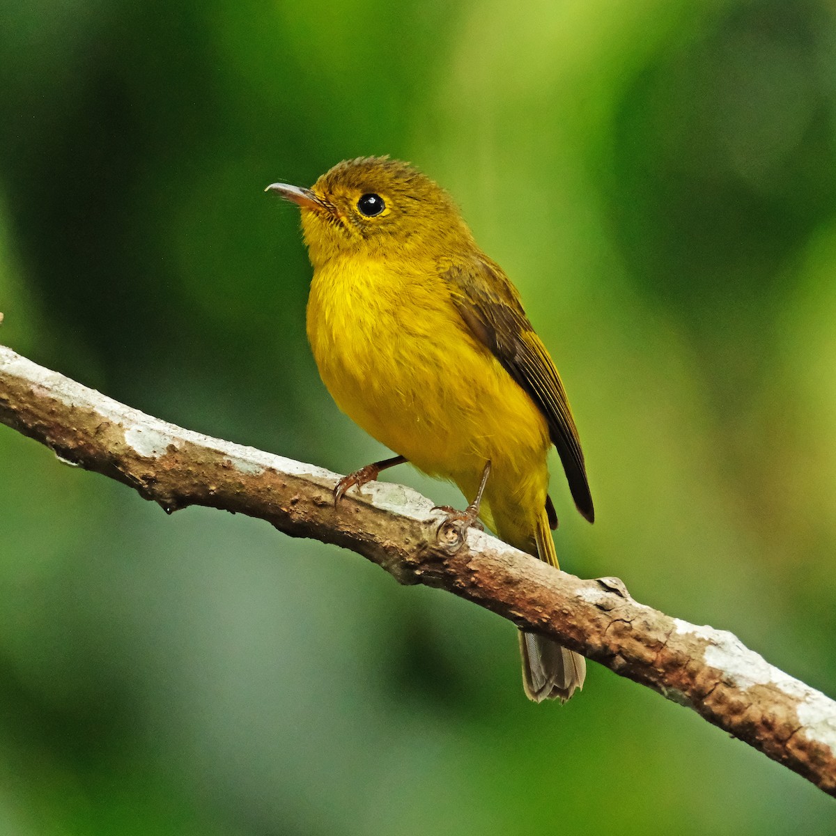 Citrine Canary-Flycatcher - ML634120996