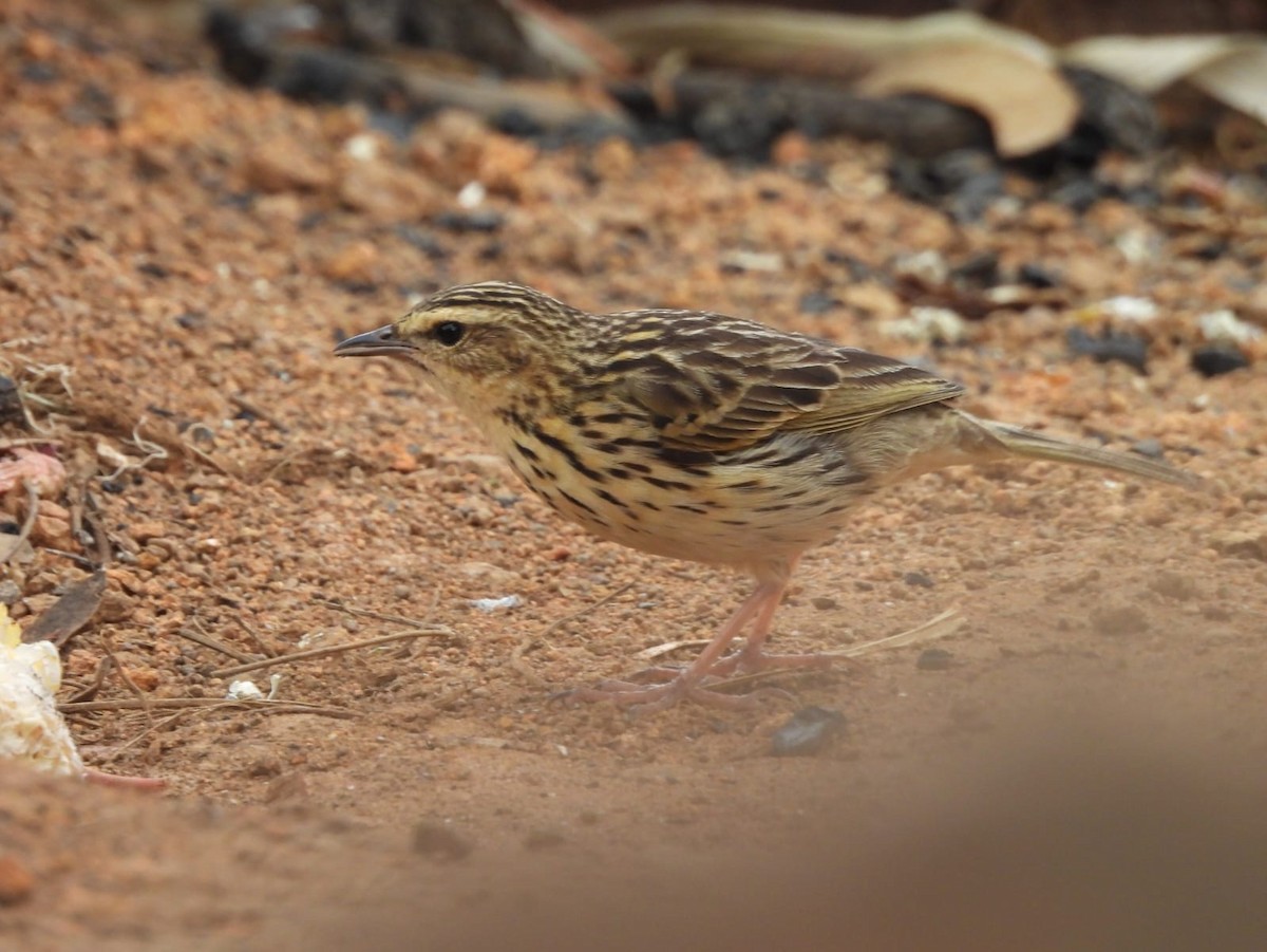 Nilgiri Pipit - ML634121001