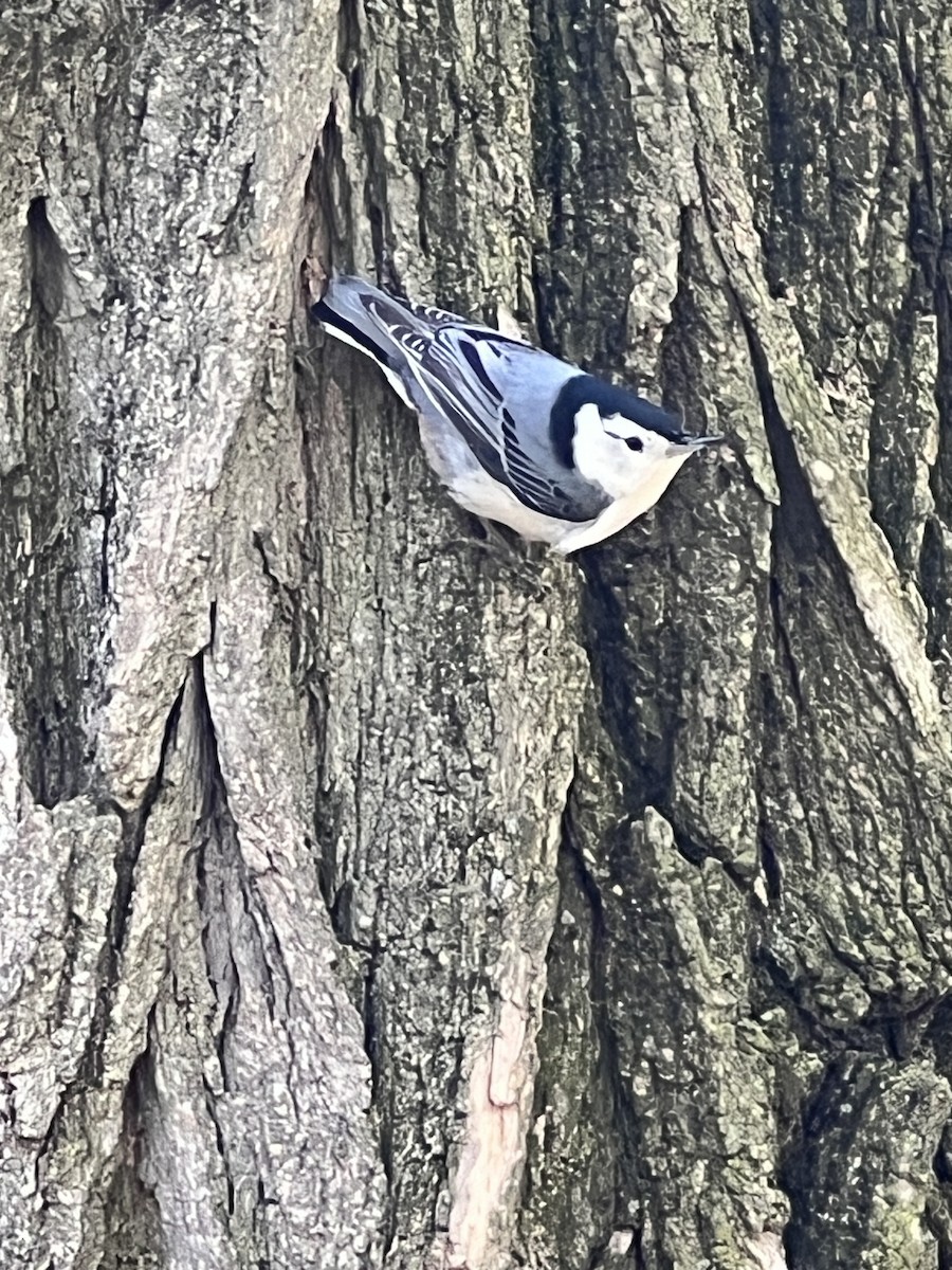 White-breasted Nuthatch - ML634121039