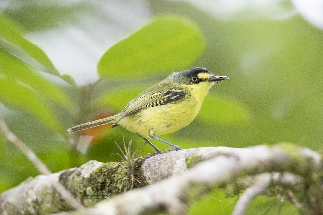 Gray-headed Tody-Flycatcher - ML634121065
