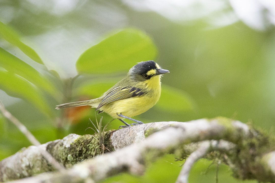 Gray-headed Tody-Flycatcher - ML634121066