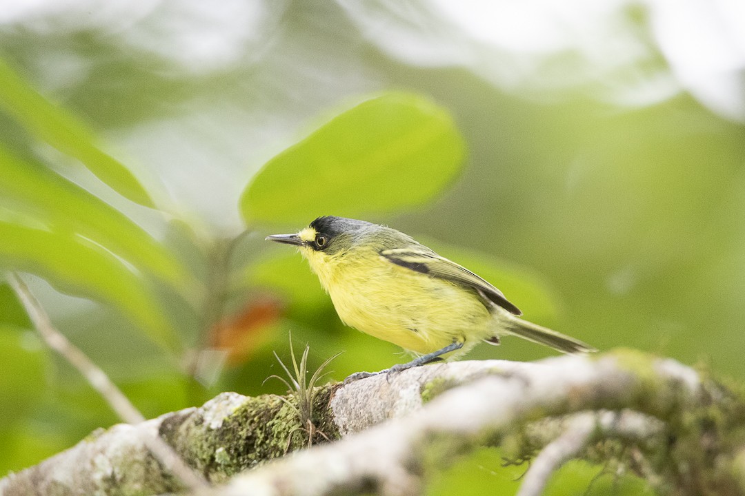 Gray-headed Tody-Flycatcher - ML634121067