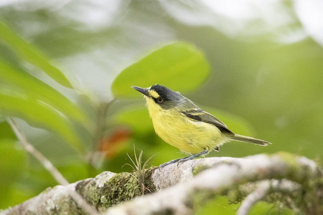 Gray-headed Tody-Flycatcher - ML634121068