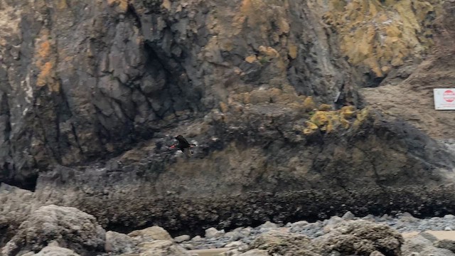 Black Oystercatcher - ML634121127