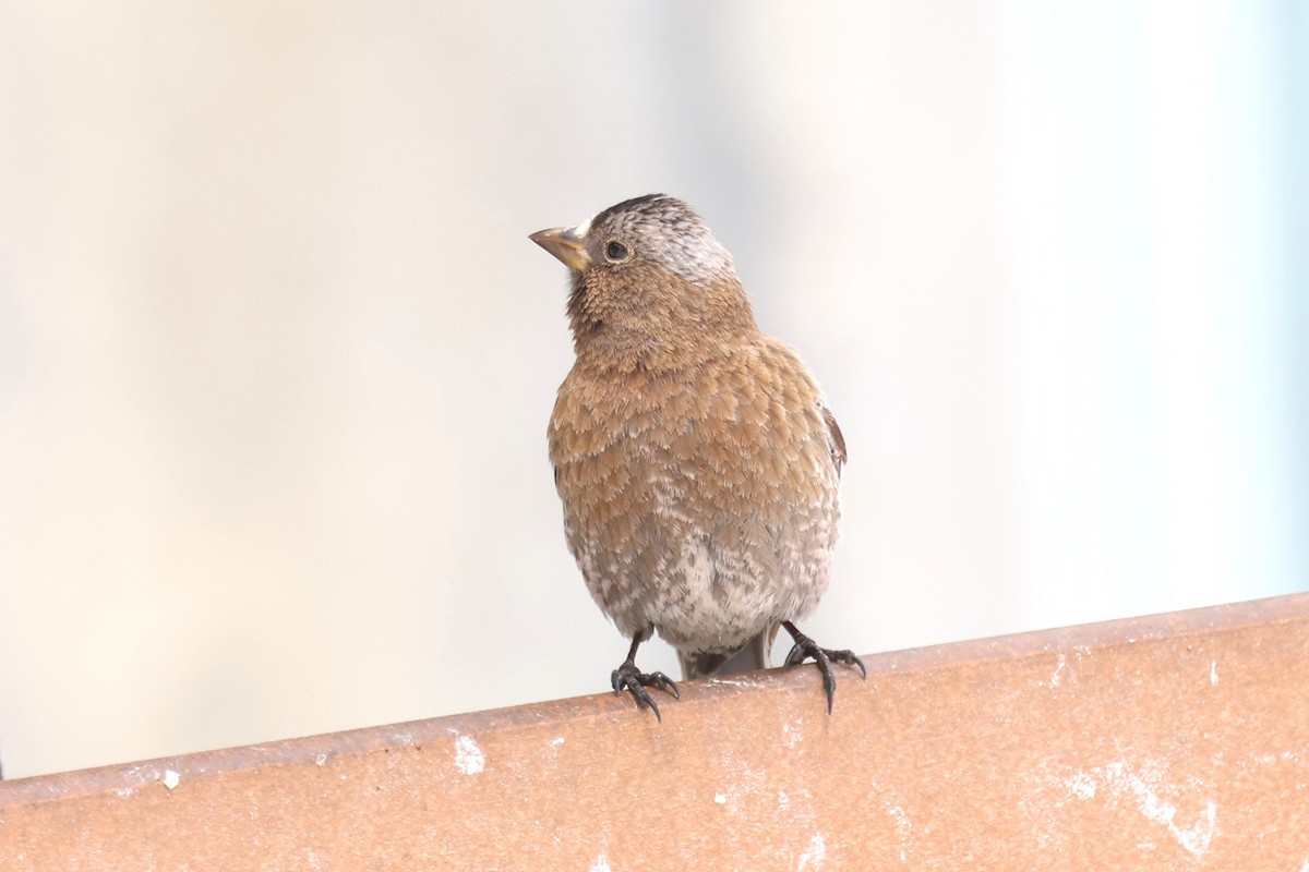 rosy-finch sp. - ML634121175