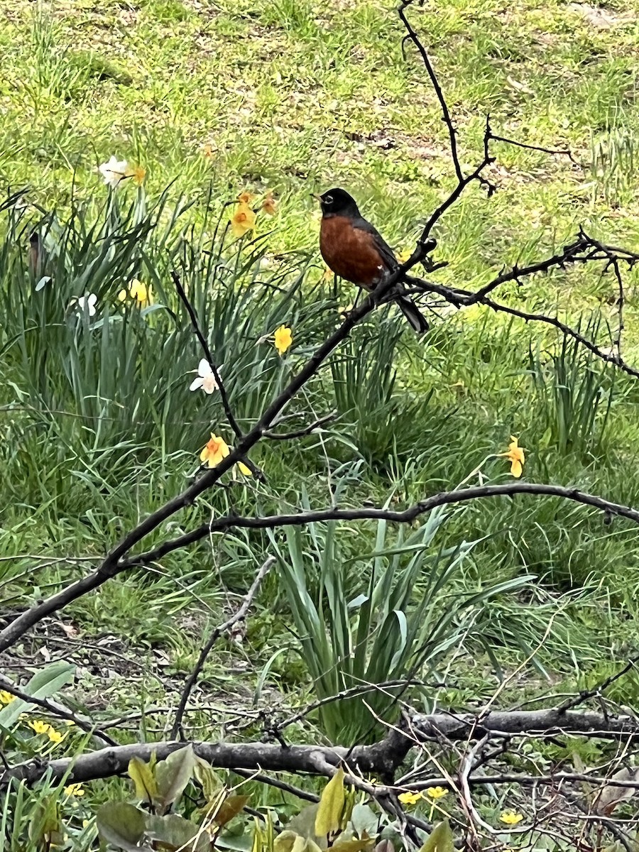 American Robin - ML634121177