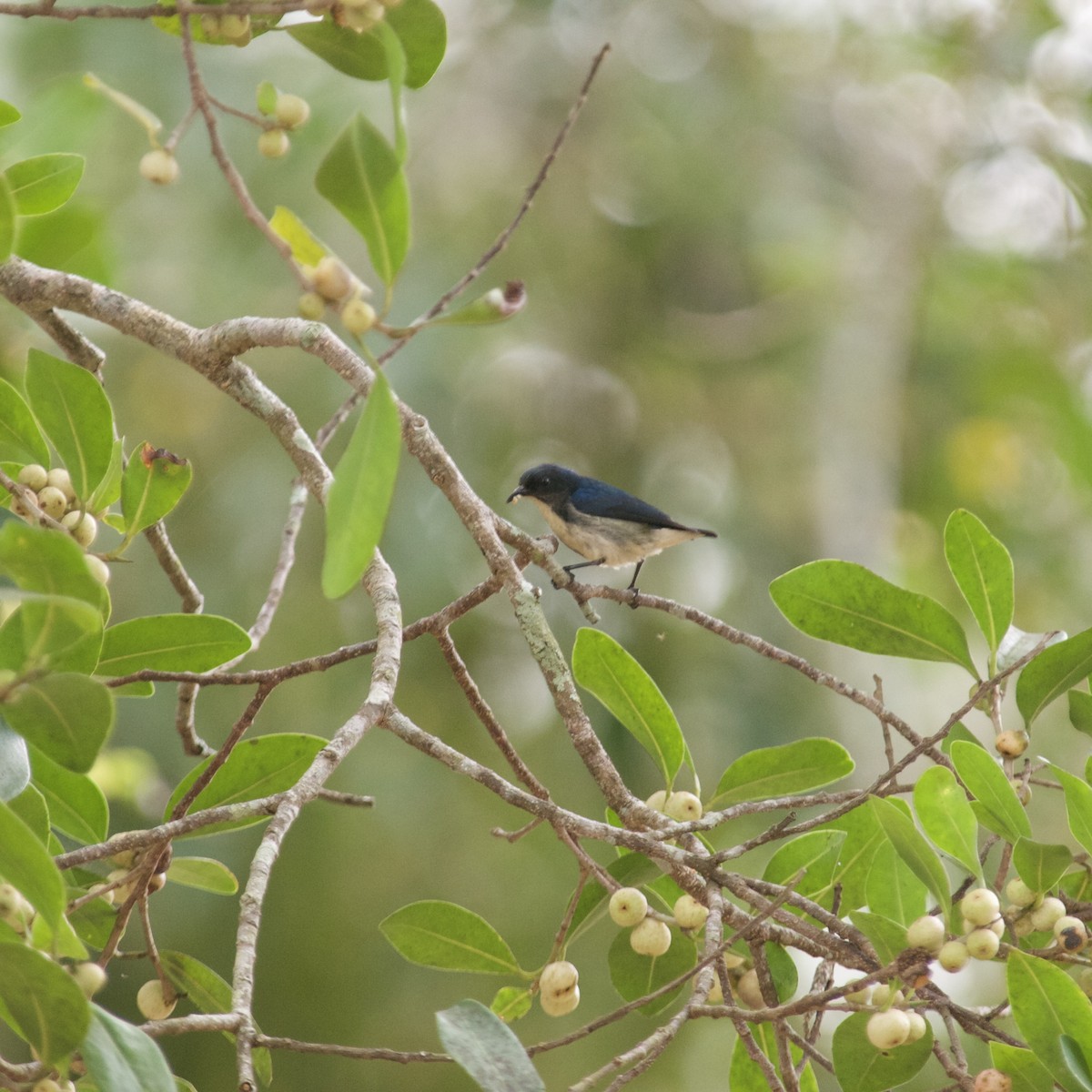Cambodian Flowerpecker - ML634121199