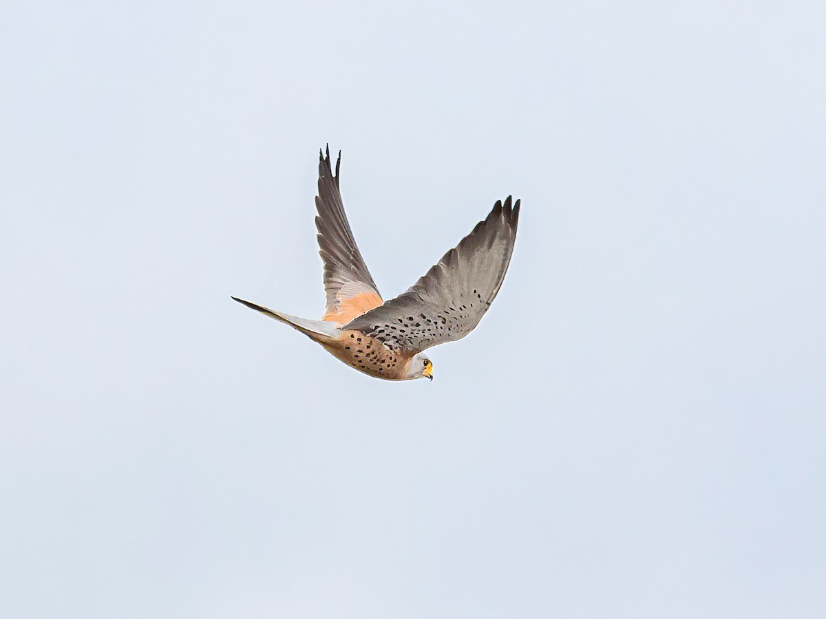 Faucon crécerellette - ML634121252