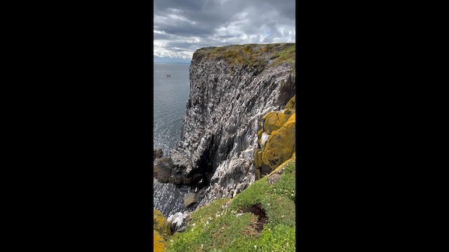 krykkje (tridactyla) - ML634121378